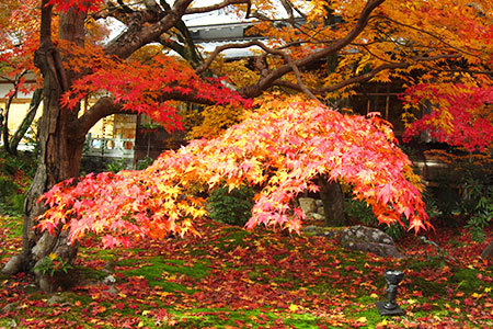 宝厳院の紅葉