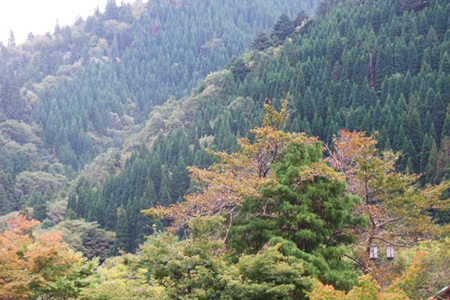 藤橋城