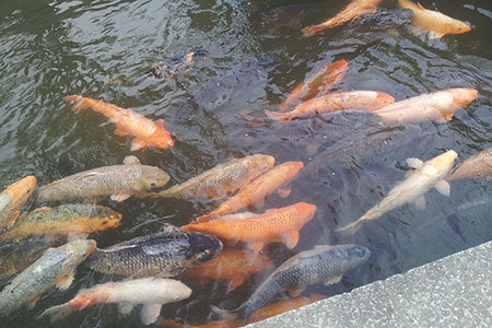 飛騨古川の町並み