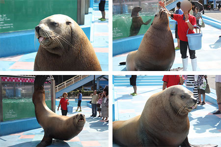 二見シーパラダイストドのショウ