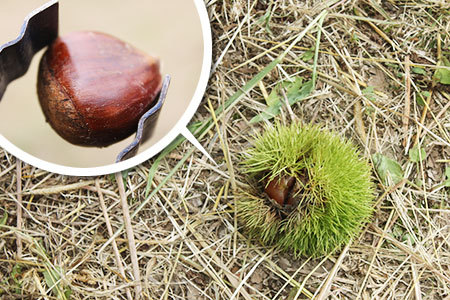 いが栗の里栗拾い