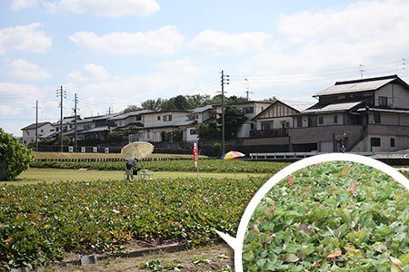 いもほり体験