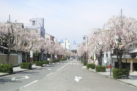 伊奈波神社参道のしだれ桜