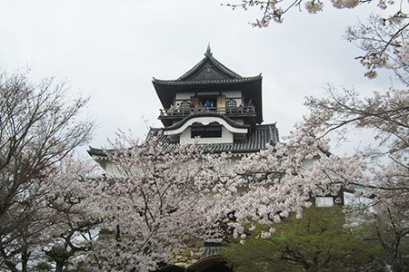犬山城桜