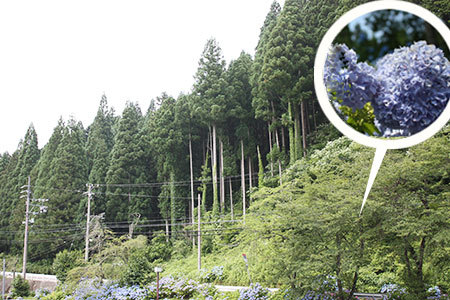 板取川温泉あじさい