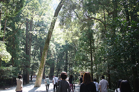 伊勢神宮巨木参道