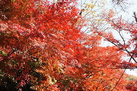 岩屋堂公園