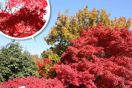 尾張のもみじ寺寂光院紅葉
