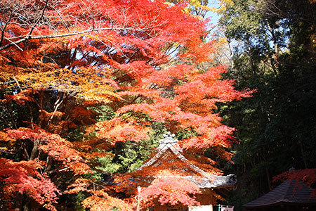 尾張のもみじ寺寂光院