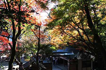 定光寺の紅葉