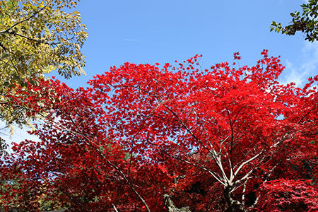 定光寺の紅葉