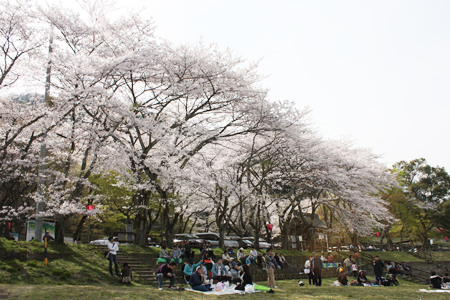 霞間ヶ渓の桜