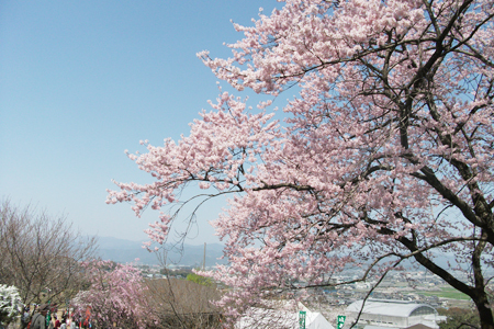 霞間ヶ渓の桜