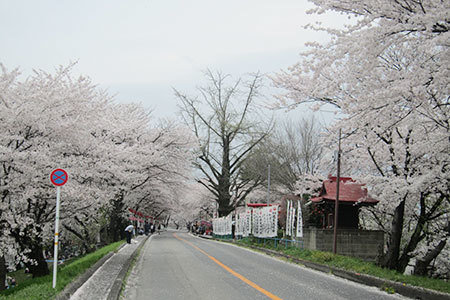 奈良津堤の桜