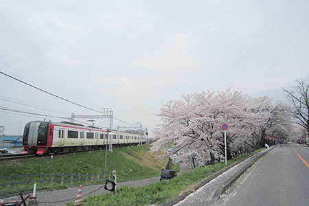 奈良津堤の桜
