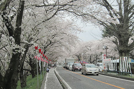 奈良津堤の桜