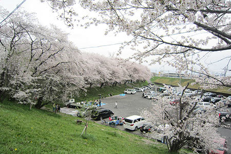 奈良津堤の桜