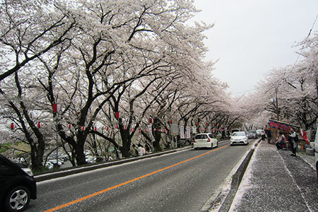 奈良津堤の桜