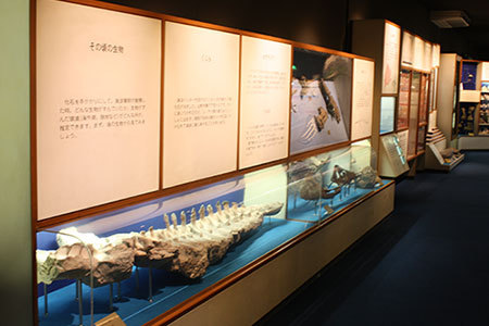 瑞浪市化石博物館