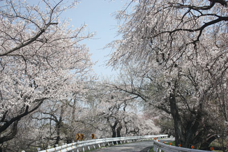 木曽川堤の桜