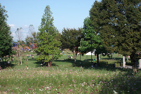 木曽三川公園コスモスまつり