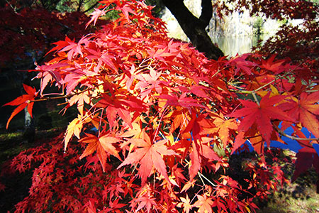 虎渓山永保寺の紅葉