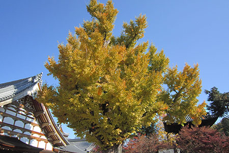 虎渓山永保寺の紅葉