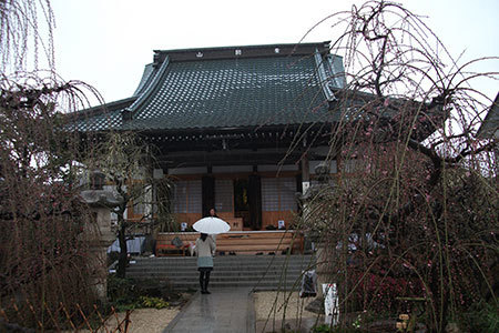 光受寺の梅