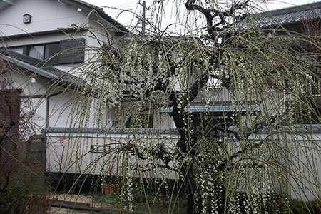 光受寺の梅