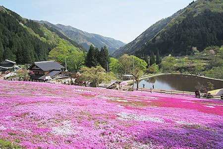 國田家の芝桜
