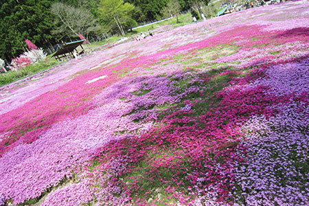 國田家の芝桜