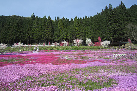國田家の芝桜