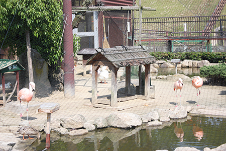 鞍ヶ池公園フラミンゴ