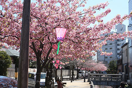 桑名商店街河津桜
