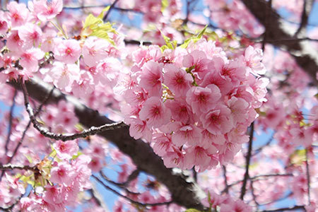 桑名商店街河津桜