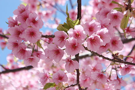桑名商店街河津桜