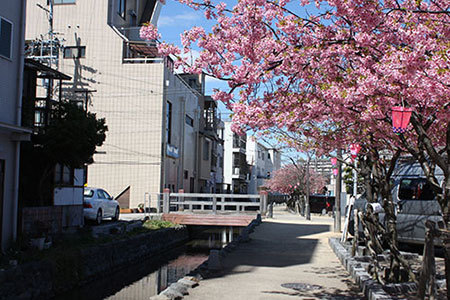 桑名商店街河津桜