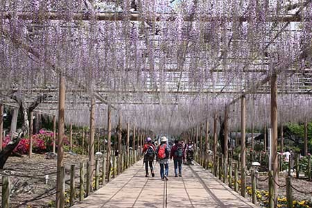 曼陀羅寺の藤まつり