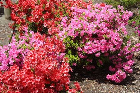 曼陀羅寺の藤まつり花々