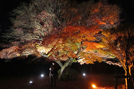 明治村の紅葉ライトアップ