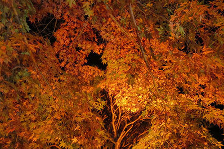 明治村の紅葉ライトアップ