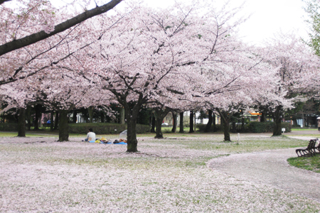 光明寺公園の桜
