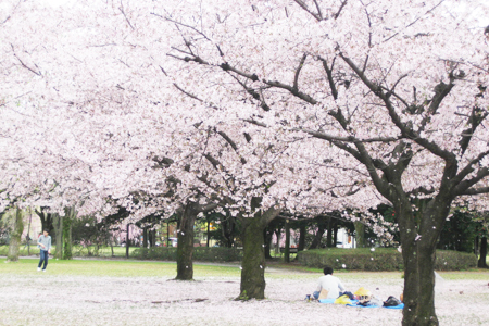 光明寺公園の桜