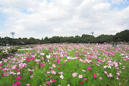 なばなの里コスモスまつり