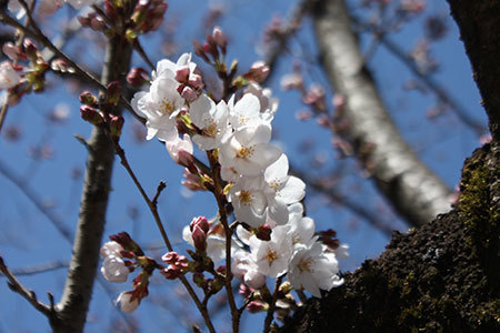 長良川堤の桜