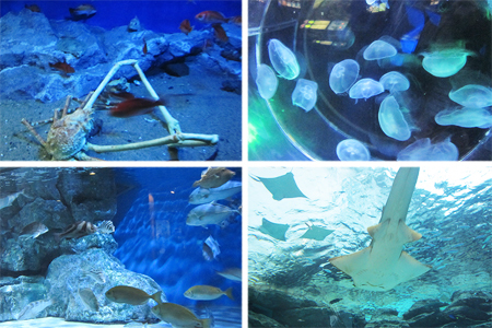 名古屋港水族館