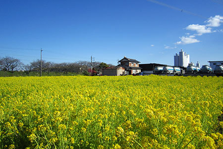 nanohana00.jpg