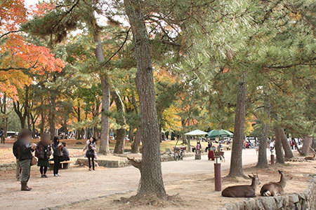奈良公園