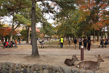 秋の奈良公園