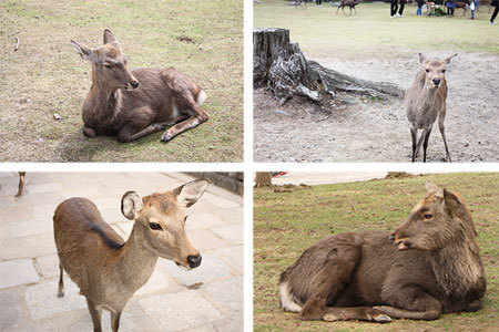 奈良公園の鹿